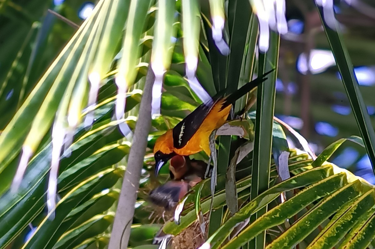 Orange Oriole - ML618603865