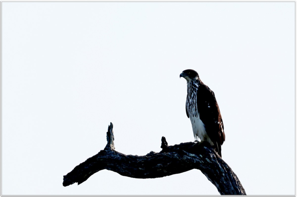 African Hawk-Eagle - Anton Pearson