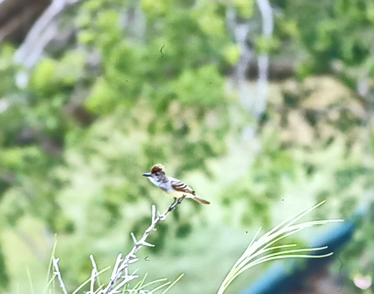 Brown-crested Flycatcher - ML618603876