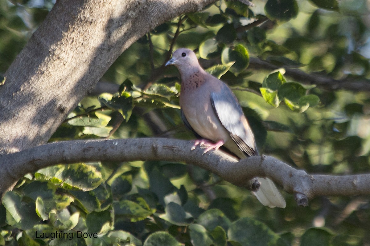 Laughing Dove - ML618603905