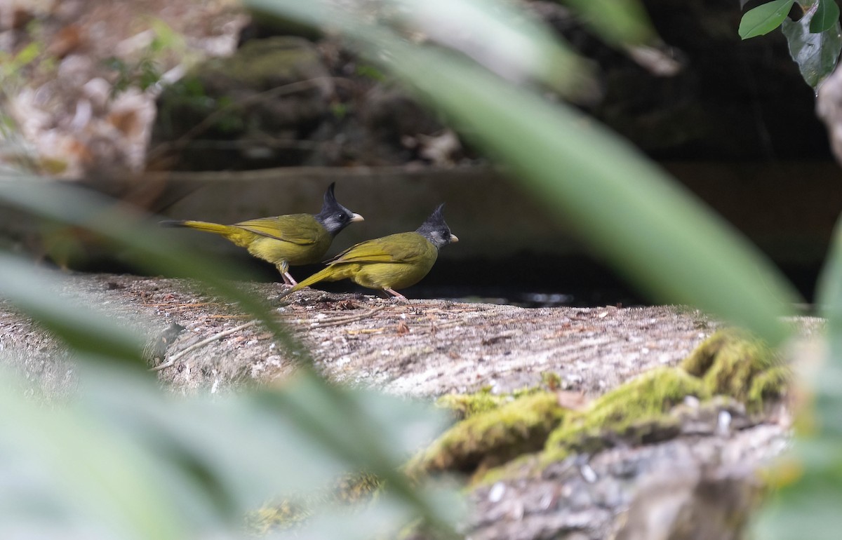 Crested Finchbill - ML618603919