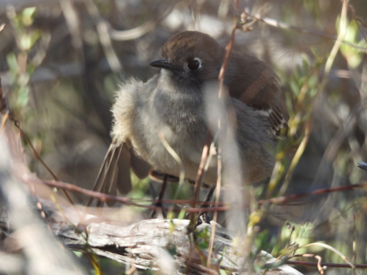 Southern Scrub-Robin - ML618603969