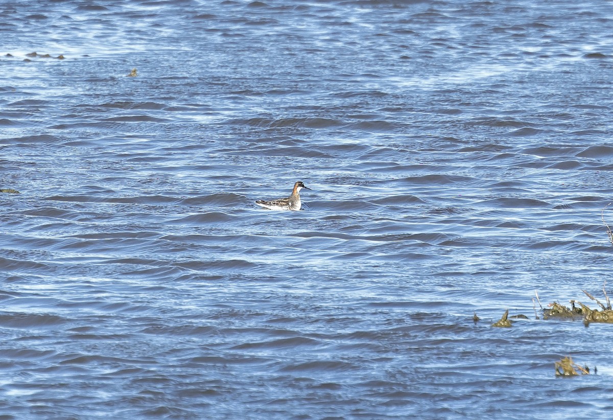 Red-necked Phalarope - ML618603995