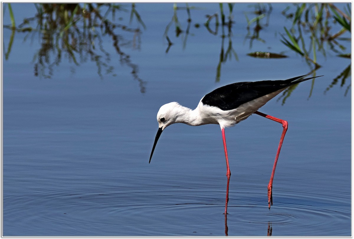 Black-winged Stilt - ML618604001