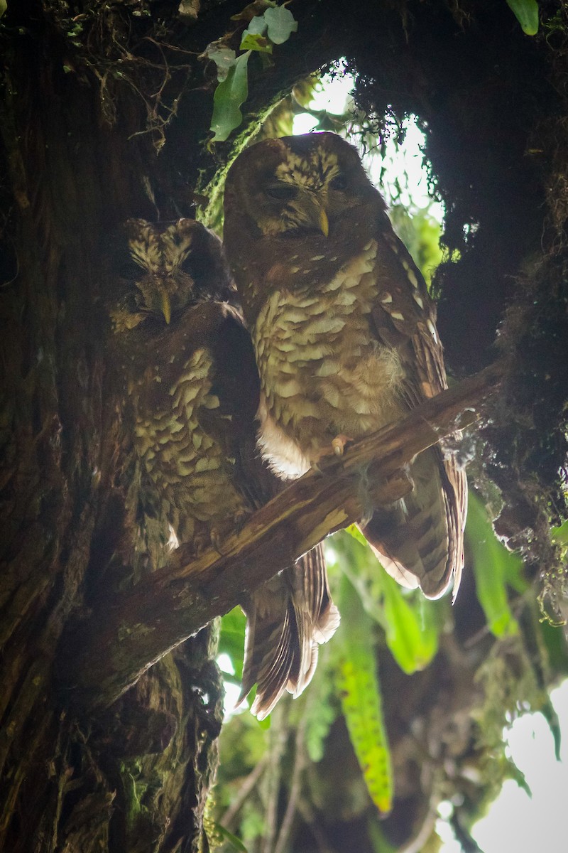 African Wood-Owl - ML618604032