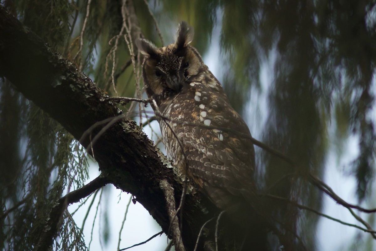 Hibou d'Abyssinie - ML618604036