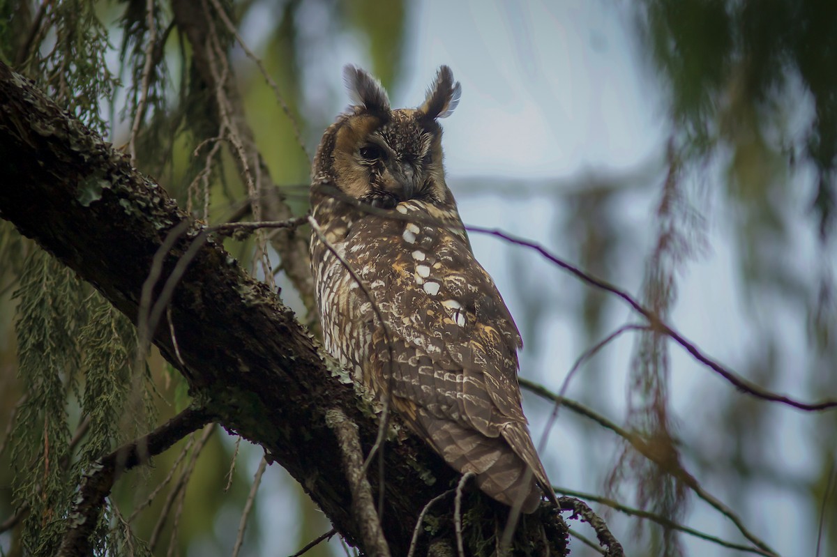 Abyssinian Owl - Morten Lisse