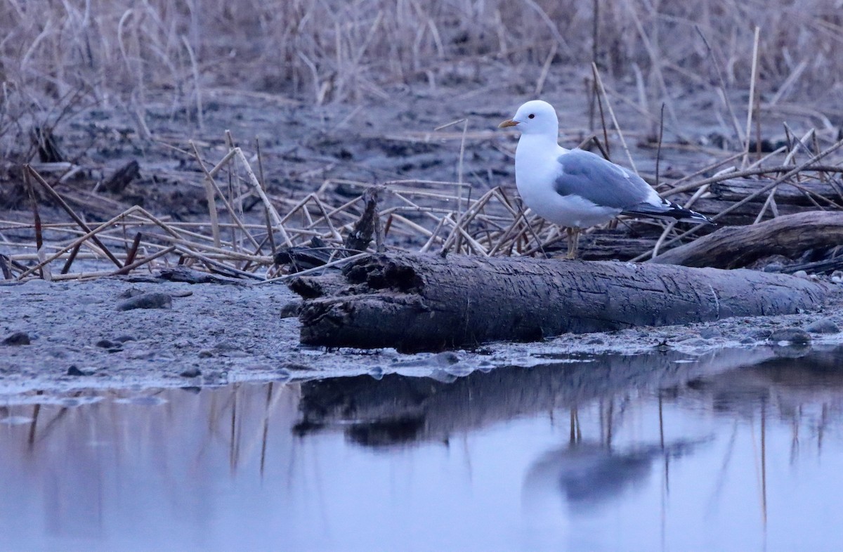 Short-billed Gull - ML618604042