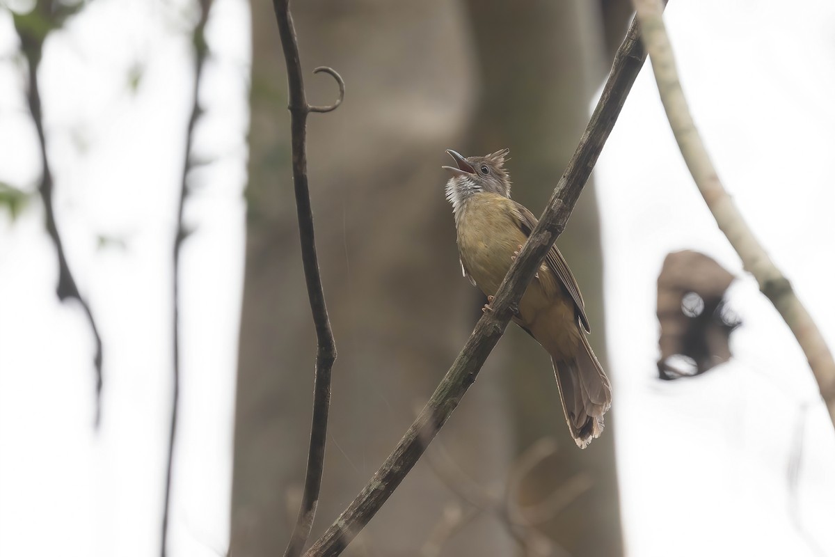 Puff-throated Bulbul - ML618604056