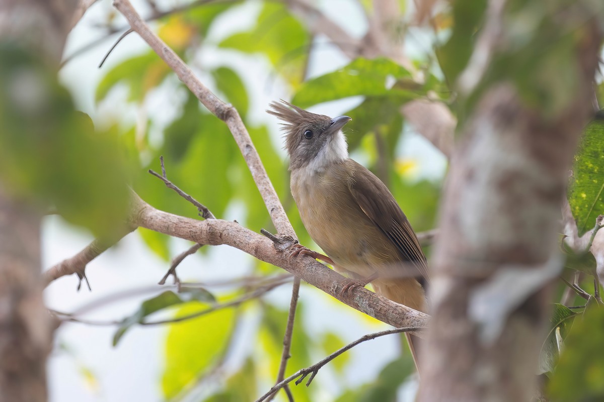 Puff-throated Bulbul - ML618604057