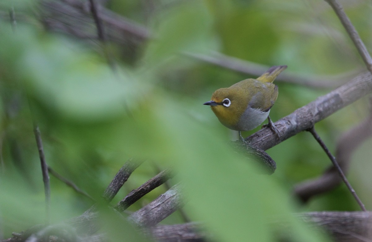 Swinhoe's White-eye - LiCheng Wang