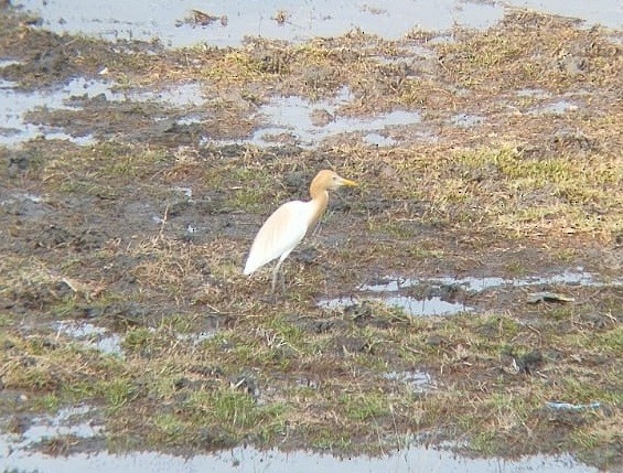 Eastern Cattle Egret - ML618604076