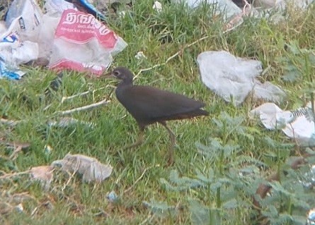 White-breasted Waterhen - ML618604086