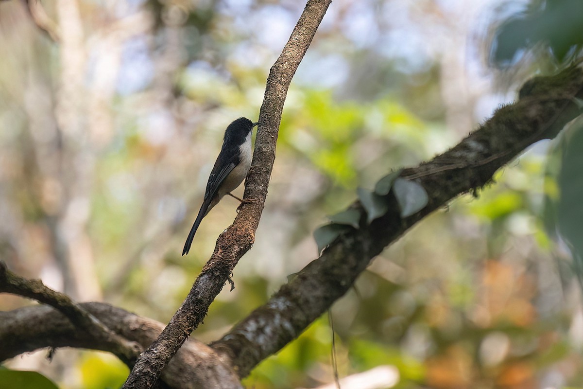 Rufous-backed Sibia - Po-Wei Chi