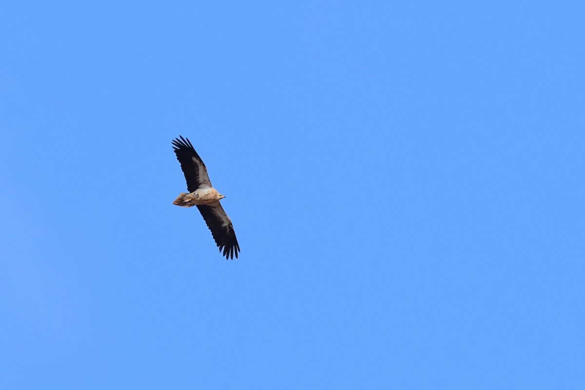 Egyptian Vulture - ML618604117