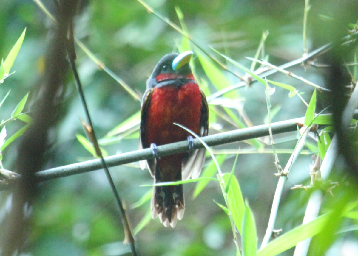 Black-and-red Broadbill - Stanislaw Czyz