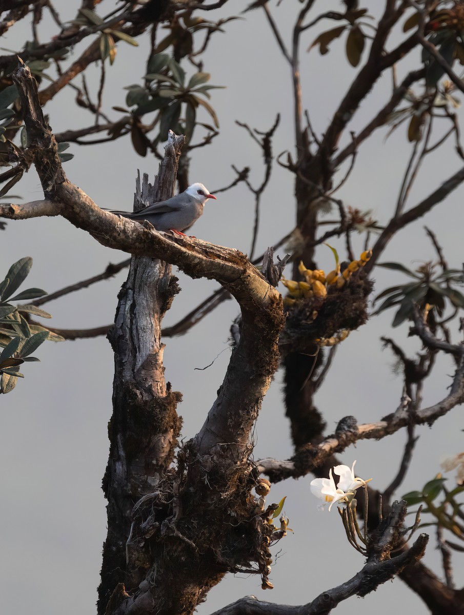 White-headed Bulbul - ML618604143