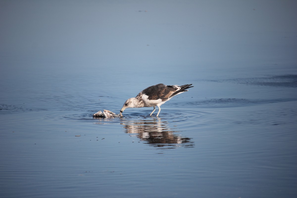 Kelp Gull - ML618604144