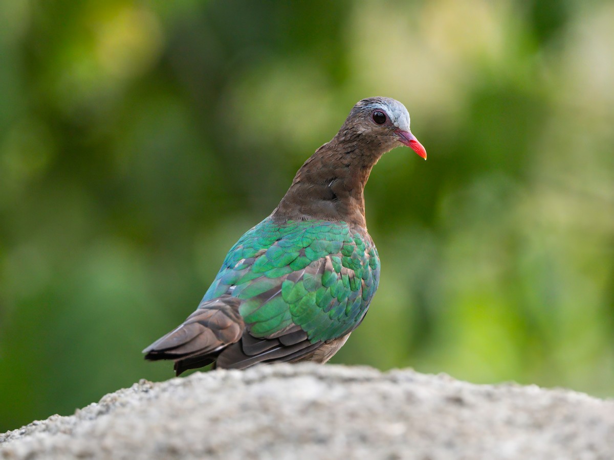 Asian Emerald Dove - Michael Sanders