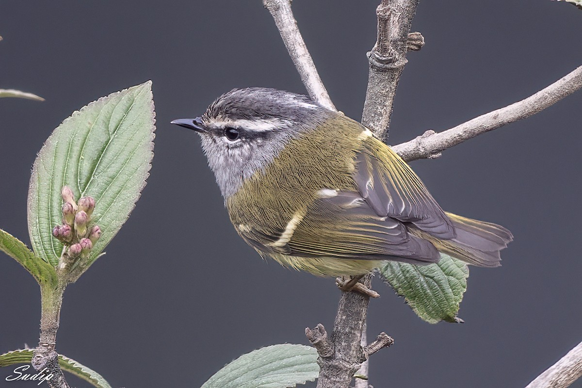 Ashy-throated Warbler - ML618604177