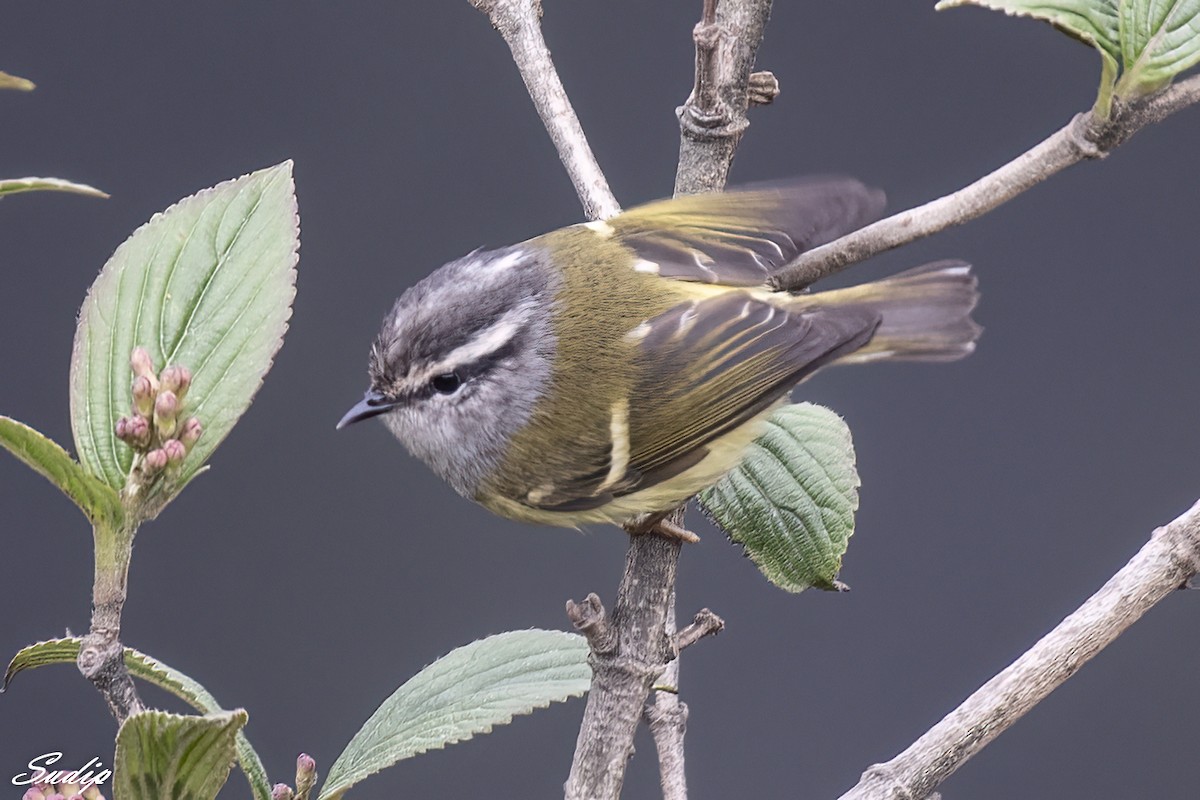 Ashy-throated Warbler - ML618604178