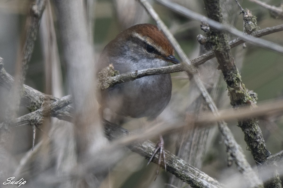 Gray-sided Bush Warbler - ML618604179