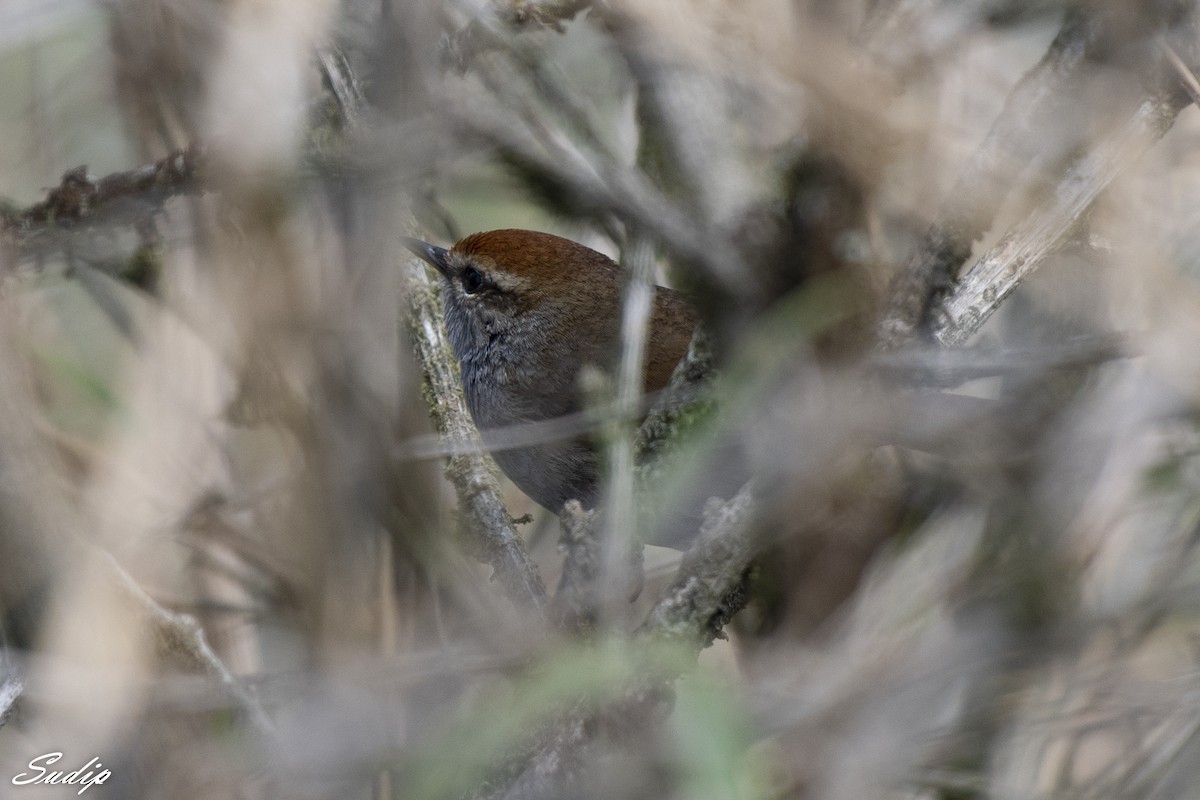 Gray-sided Bush Warbler - ML618604180