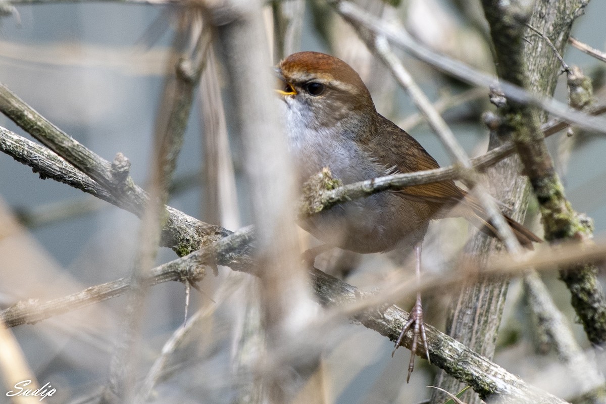 Gray-sided Bush Warbler - ML618604182