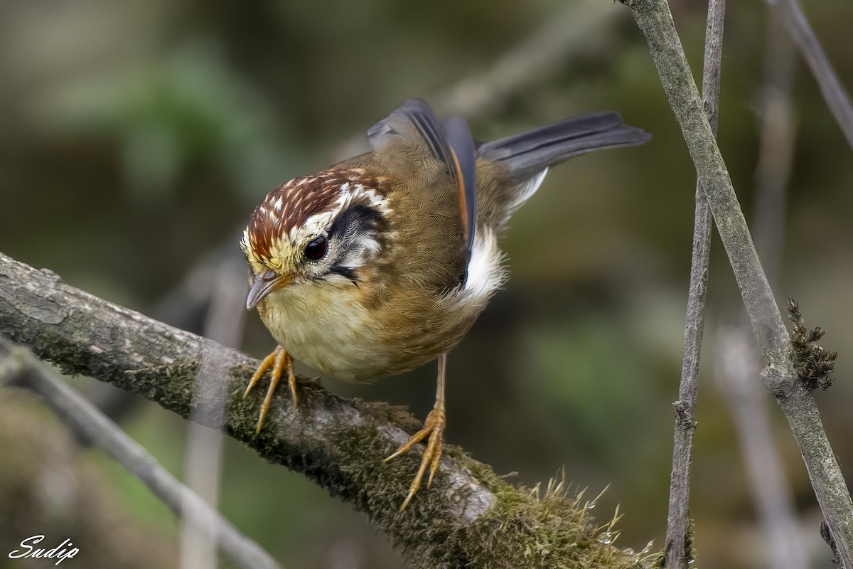 Rufous-winged Fulvetta - ML618604185