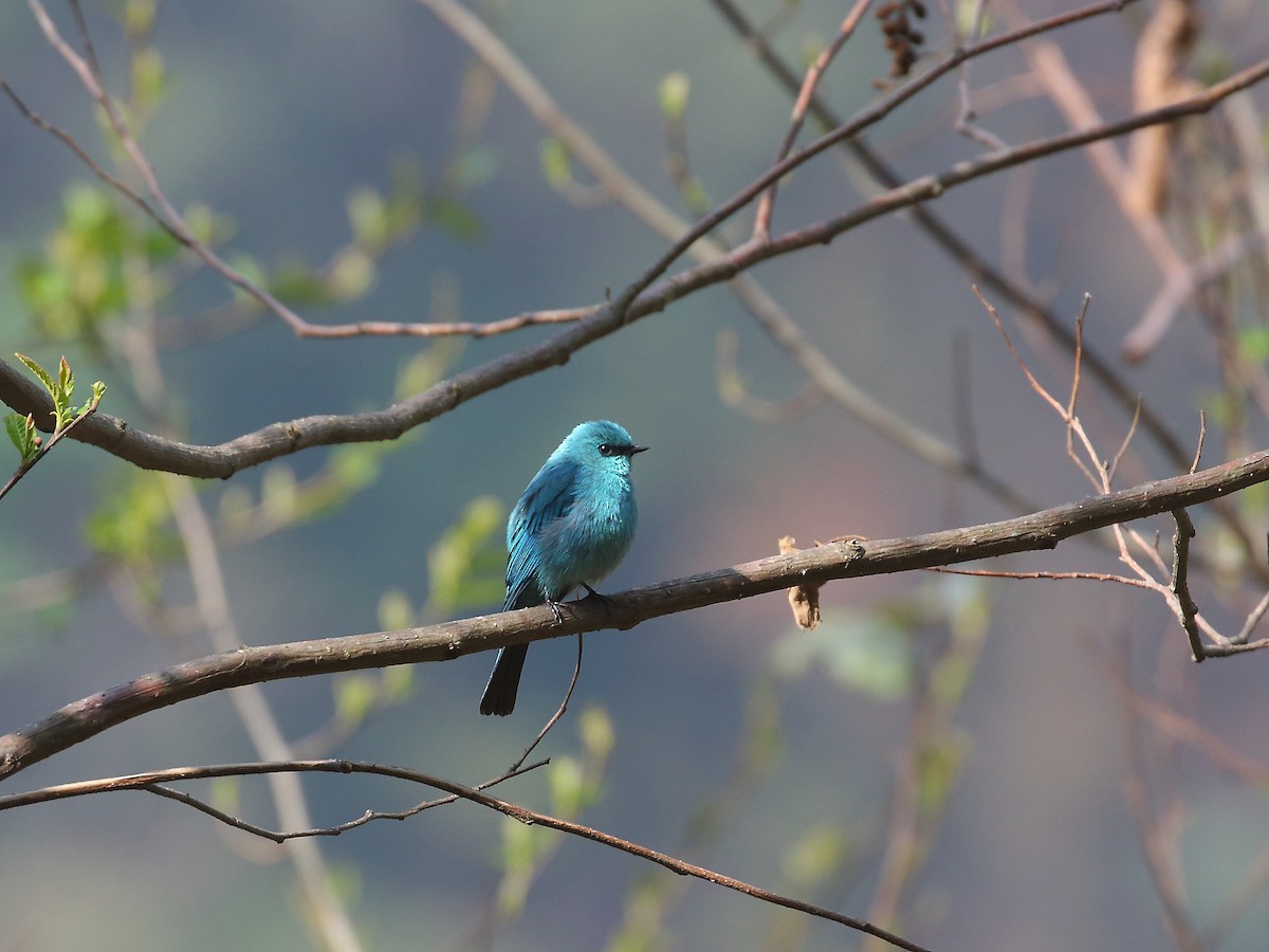 Verditer Flycatcher - ML618604192