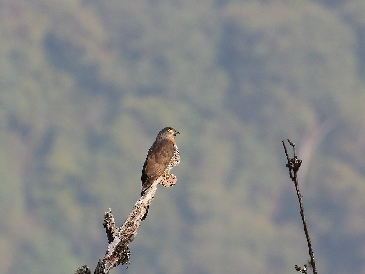 Large Hawk-Cuckoo - ML618604194