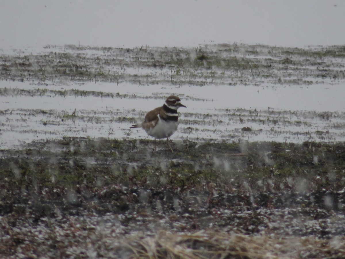 Killdeer - Levi Grudzinski