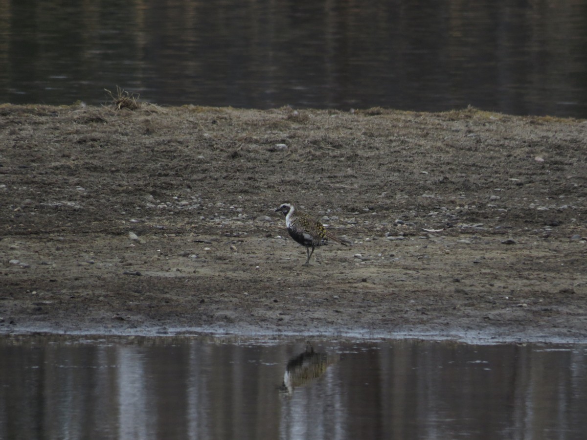 American Golden-Plover - Levi Grudzinski