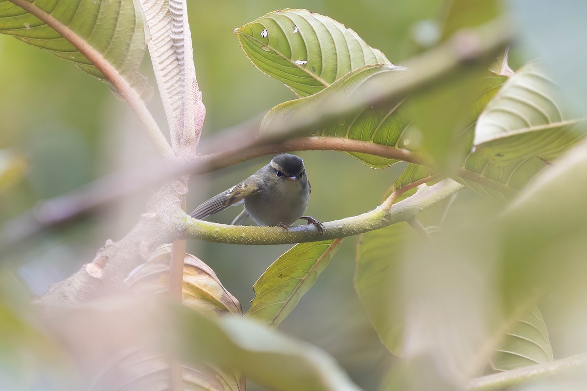 Davison's Leaf Warbler - Po-Wei Chi