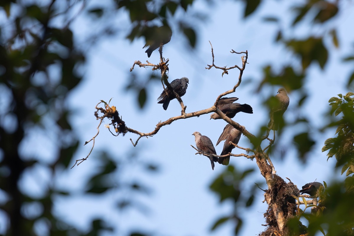 Speckled Wood-Pigeon - ML618604308