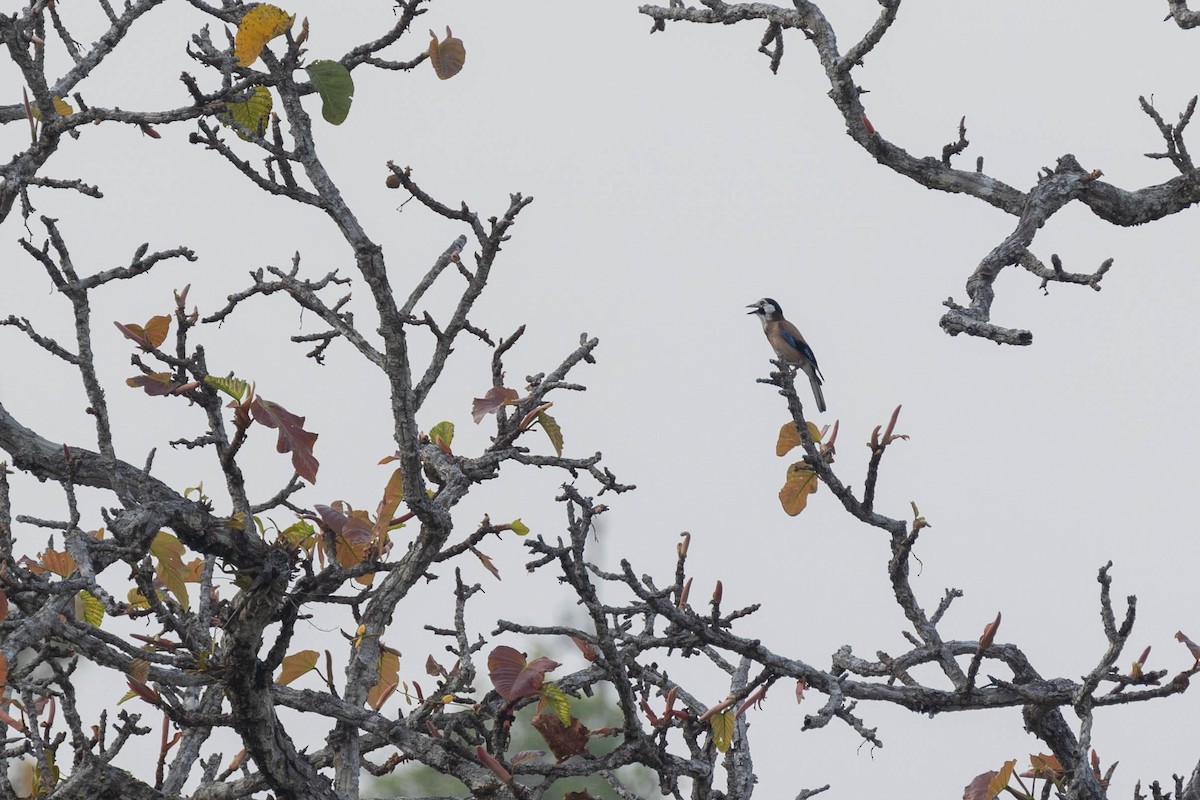 Eurasian Jay (White-faced) - ML618604323