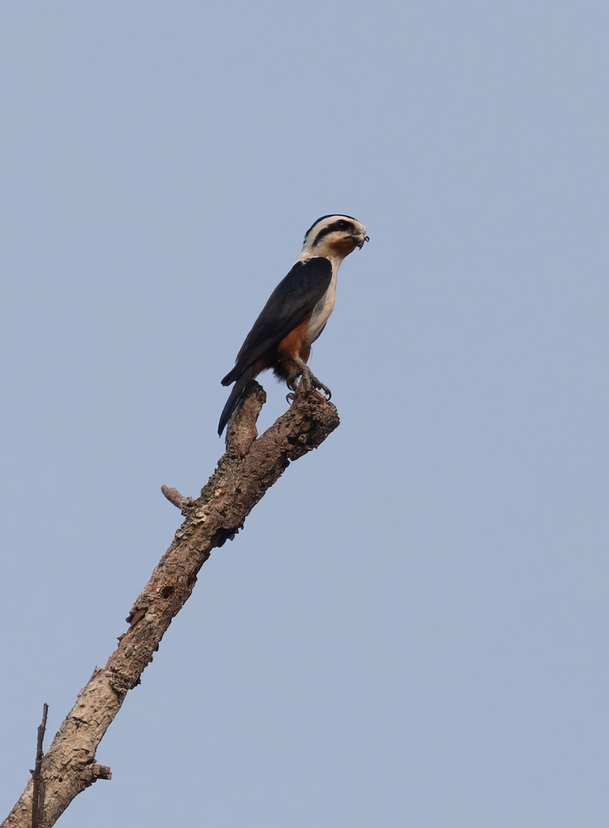 Collared Falconet - Po-Wei Chi