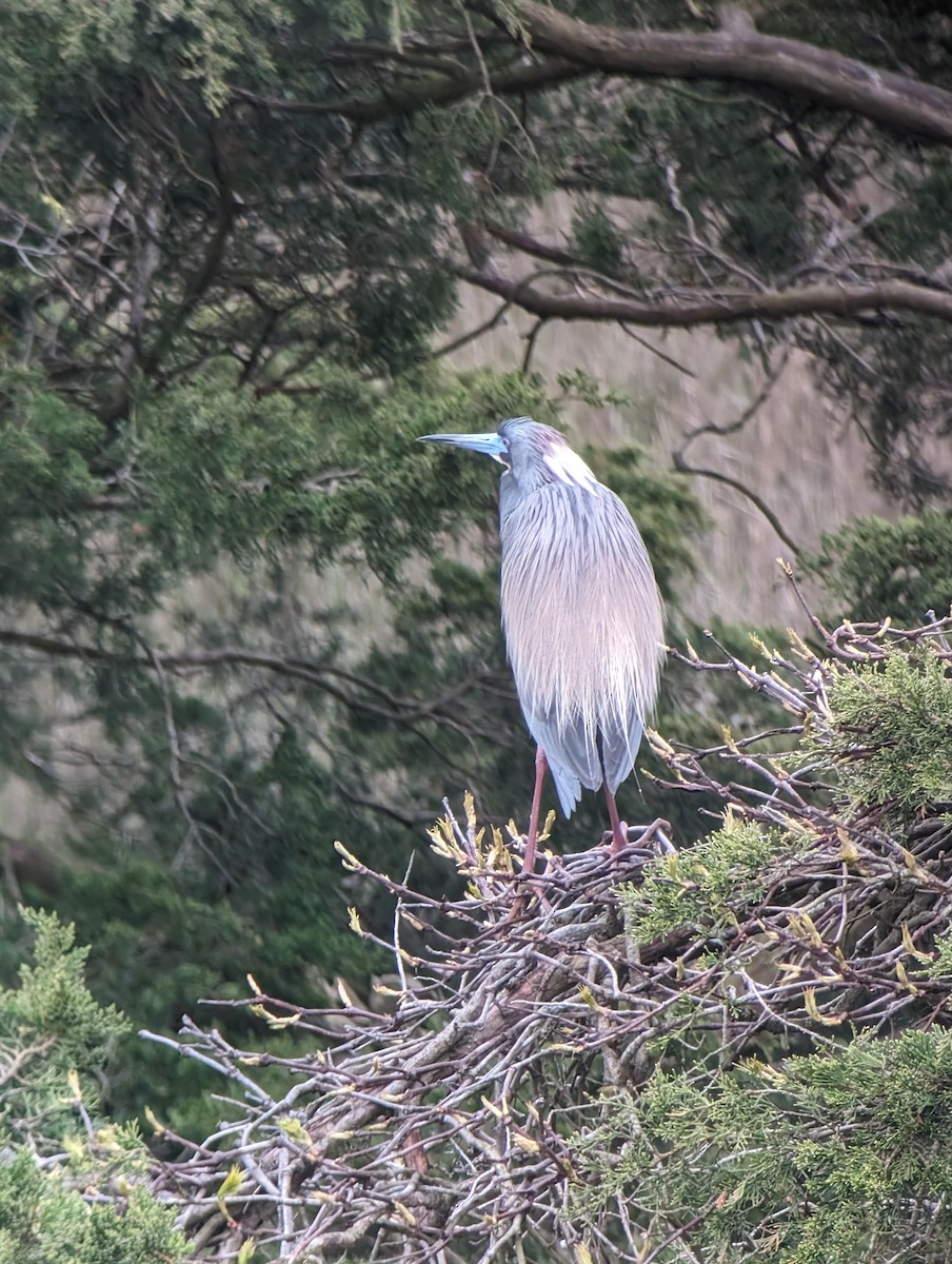 Tricolored Heron - Carolyn Rubinfeld 🦆