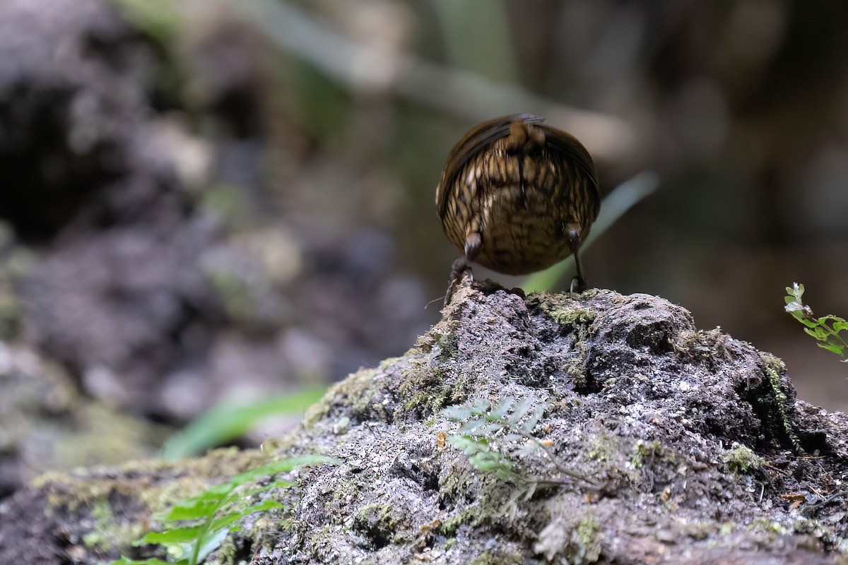 Pygmy Cupwing - Po-Wei Chi