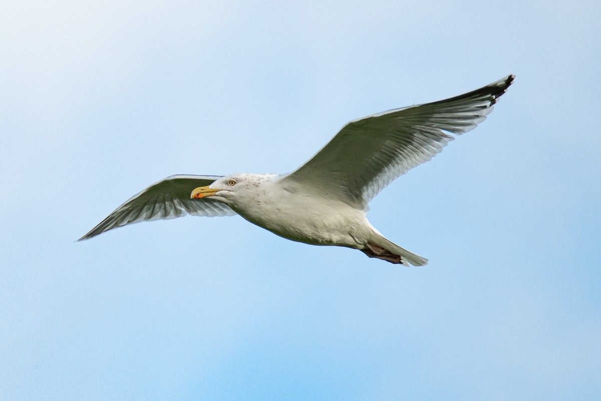 Gaviota Argéntea - ML618604408