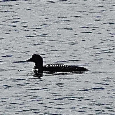 Common Loon - ML618604423