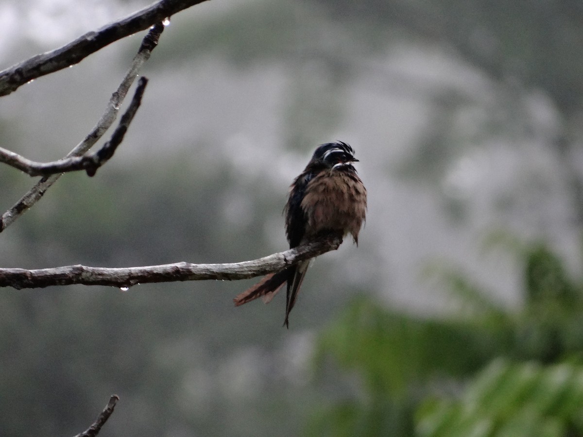 Whiskered Treeswift - ML618604426