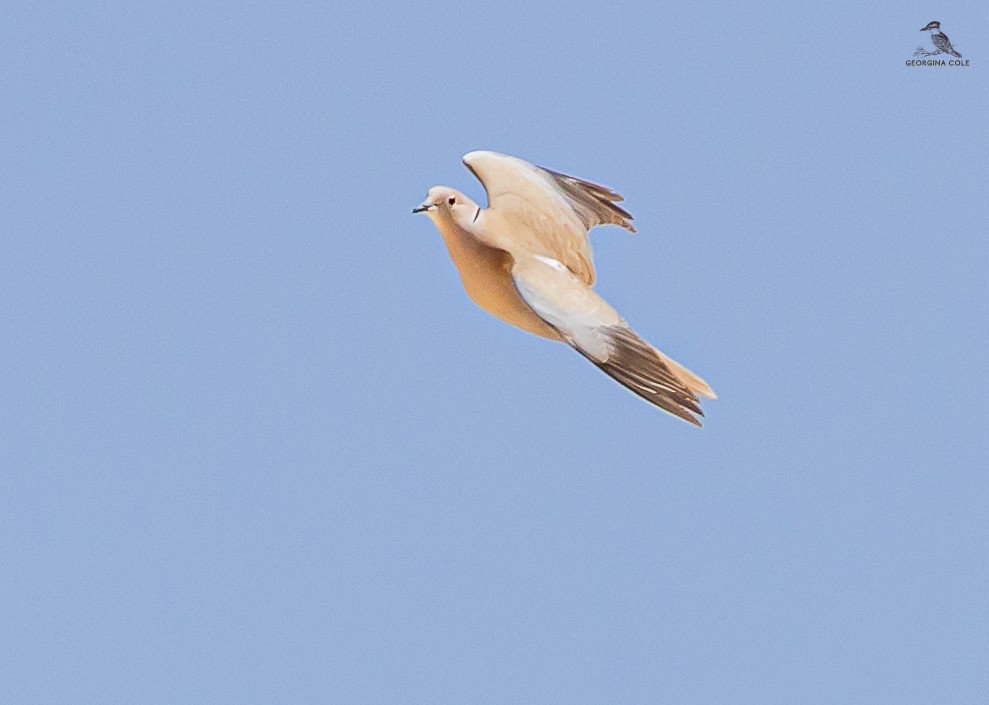 Eurasian Collared-Dove - ML618604432