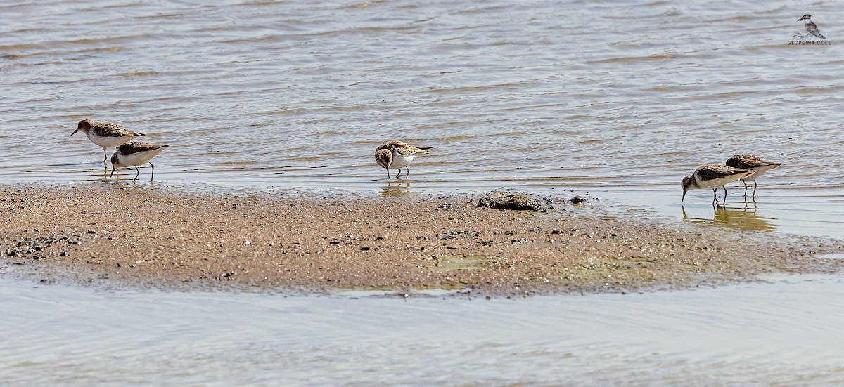 Little Stint - ML618604443