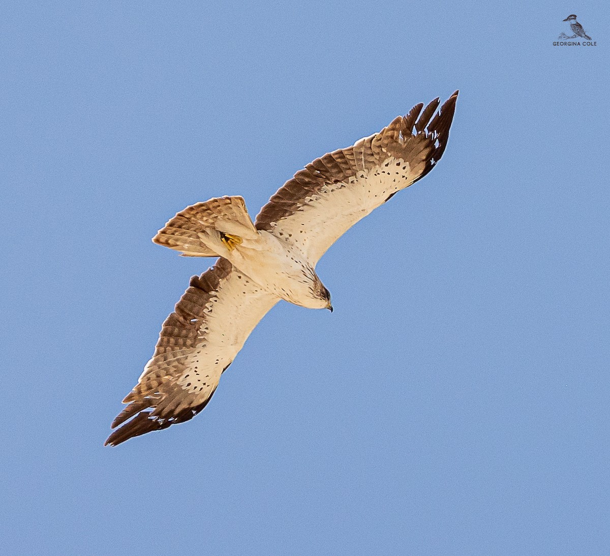 Booted Eagle - ML618604460