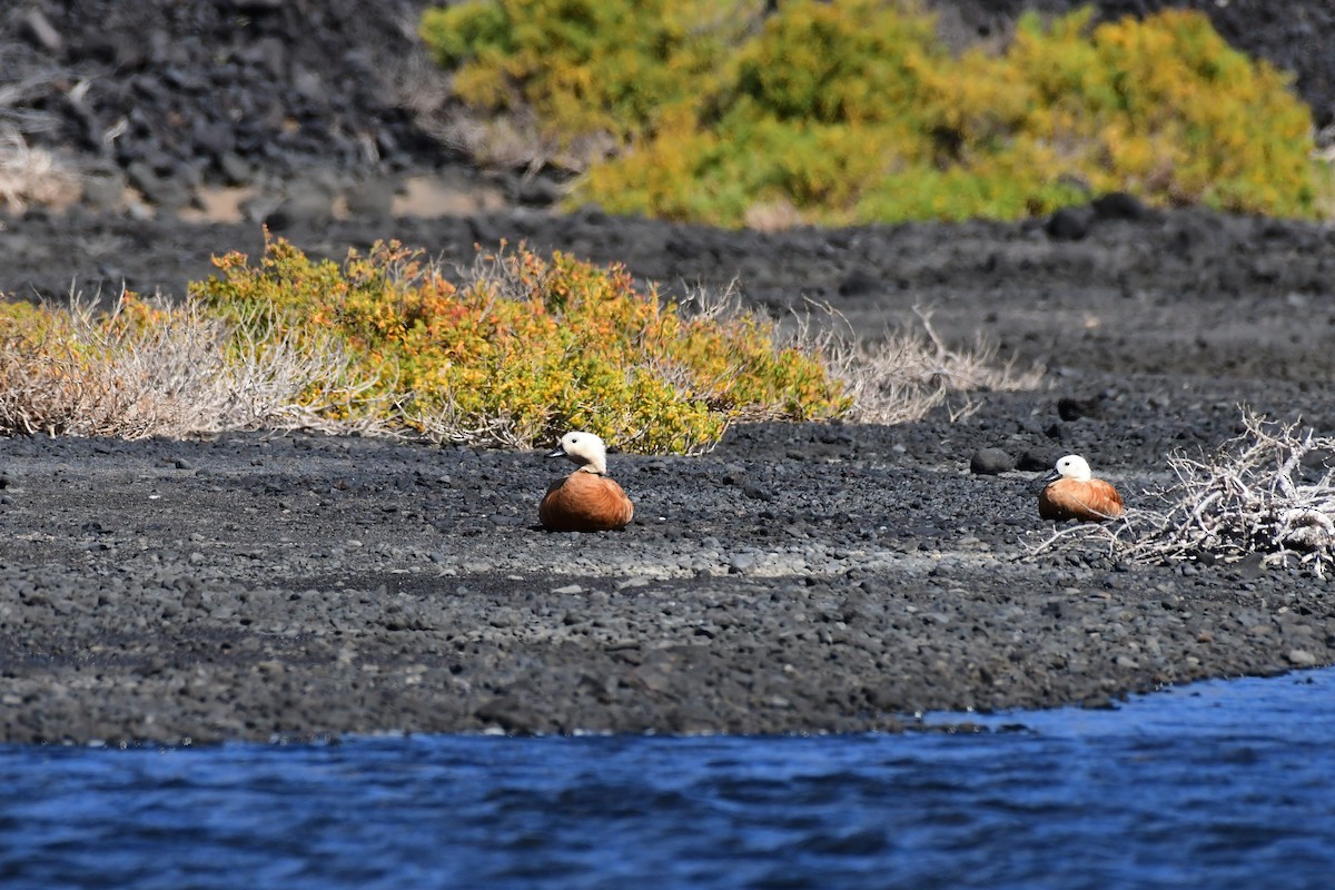 Ruddy Shelduck - ML618604463