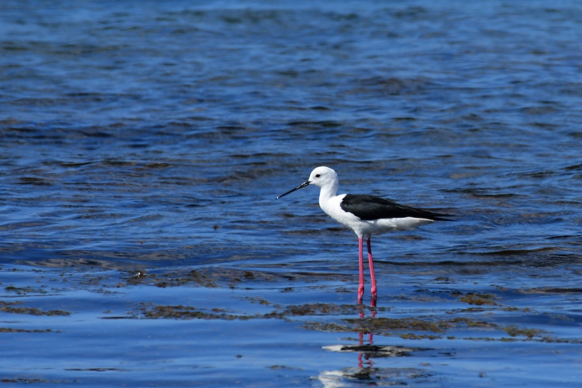 Black-winged Stilt - ML618604479