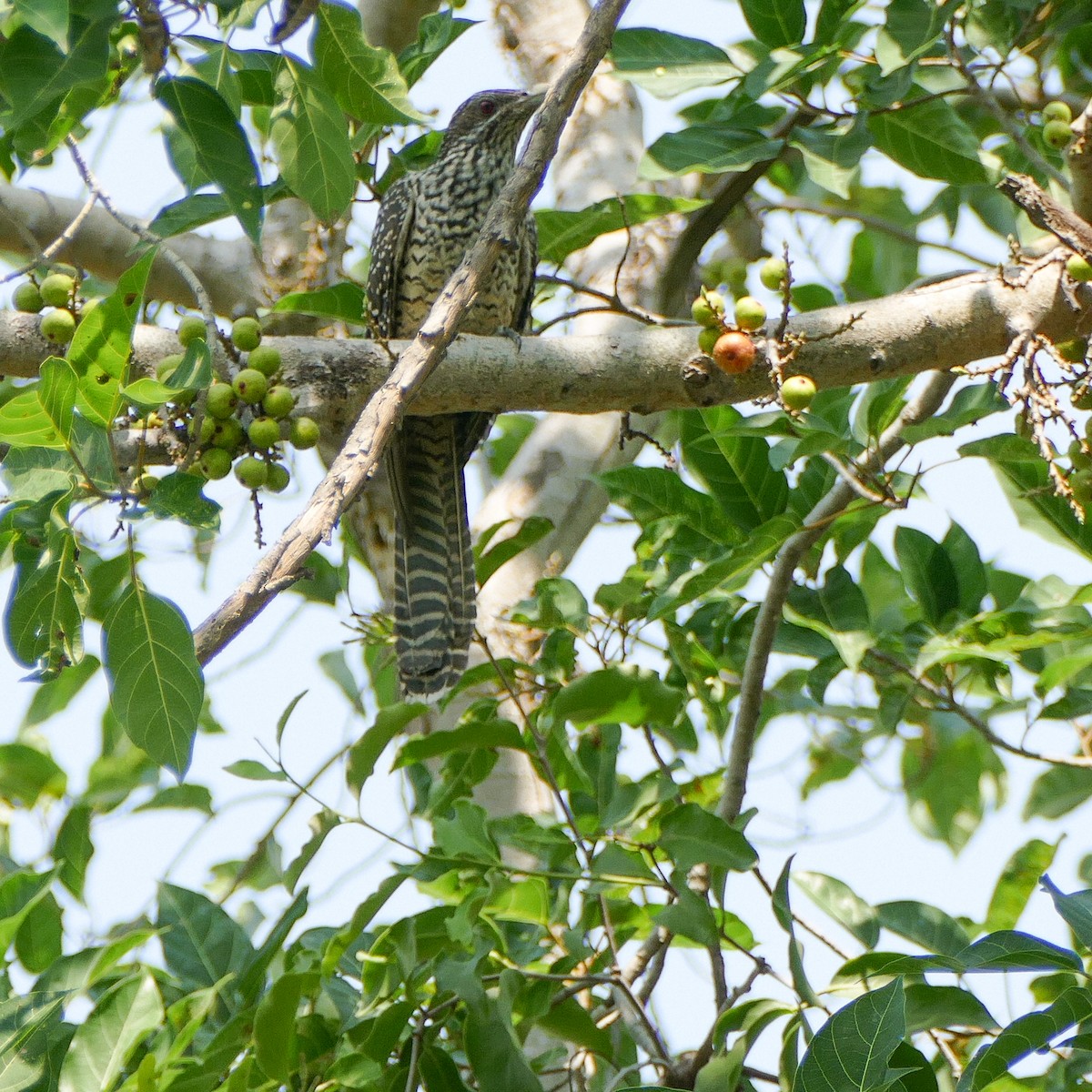 Asian Koel - Heinrich Schiess