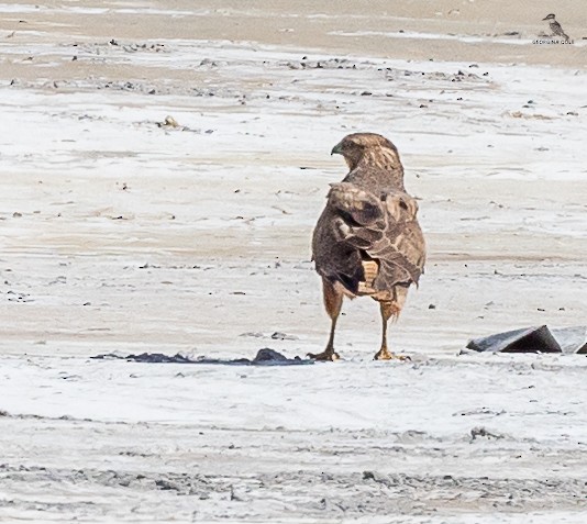 Long-legged Buzzard - Georgina Cole