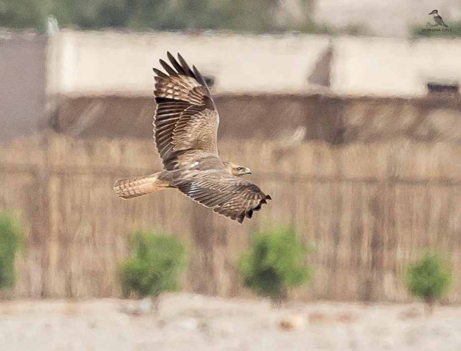 Long-legged Buzzard - ML618604521